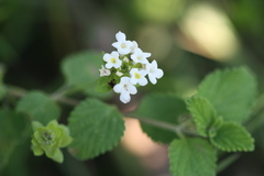 Lantana indica var. albiflora